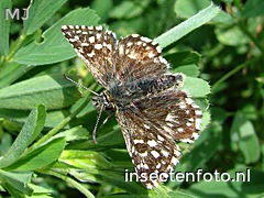 vlinder (1200*900)