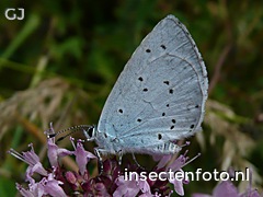 vlinder (1280*960)