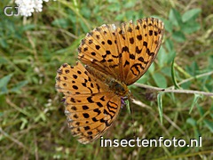 vlinder (2000*1500)