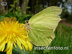 vlinder (2200*1650)