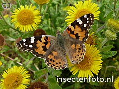 vlinder (2200*1650)
