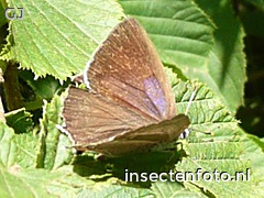 vlinder (480*360)