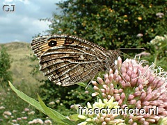 vlinder (960*720)