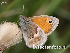 vlinder (2068*1551)