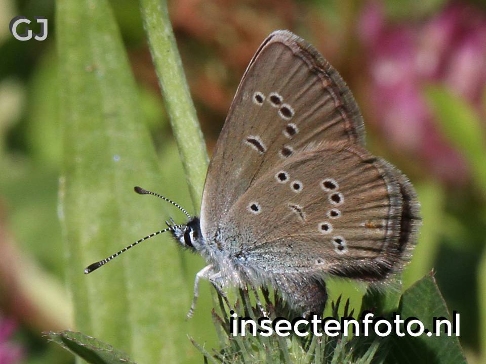 vlinder (1552*1164)