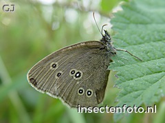 vlinder (1820*1365)