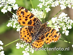 vlinder (2512*1884)