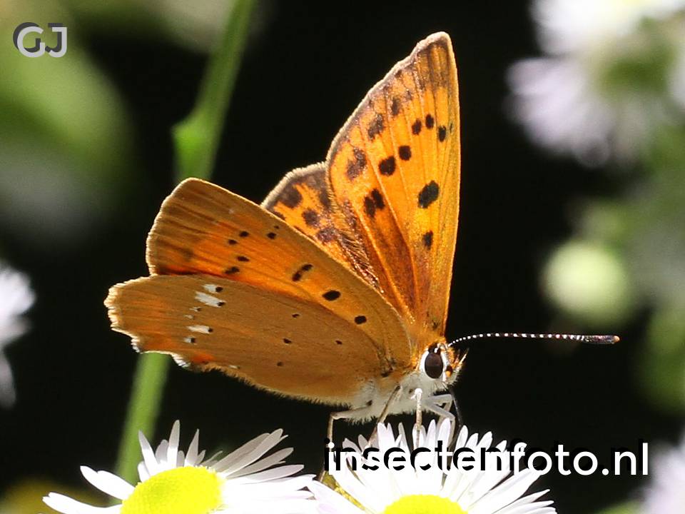 vlinder (1260*945)
