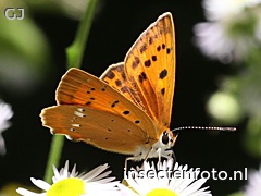 vlinder (1260*945)