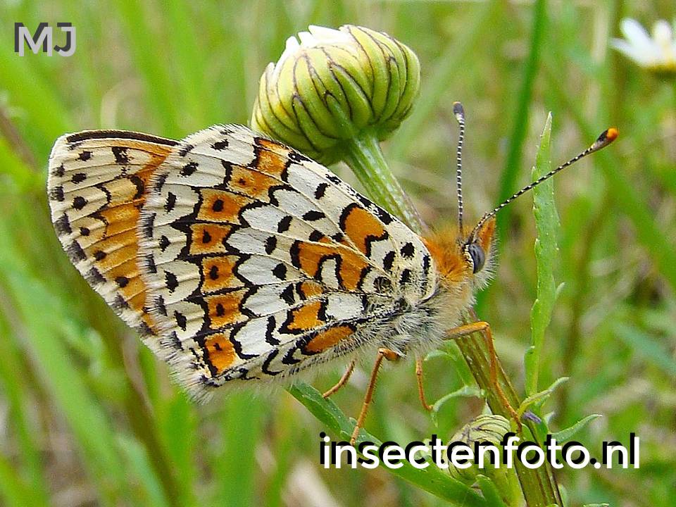 vlinder (800*600)
