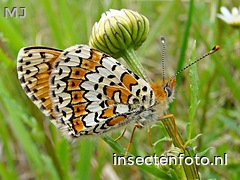 vlinder (800*600)