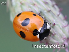 bosmierlieveheersbeestje (1336*1002)<br>(coccinella magnifica)
