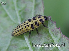 larve (1068*801)