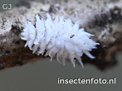 larve (968*726)