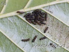 larve (1656*1242)