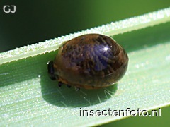 larve (960*720)