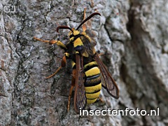 hoornaarvlinder (2020*1515)<br>(sesia apiformis)