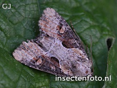 vlinder (1736*1302)