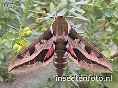 vlinder (2560*1920)